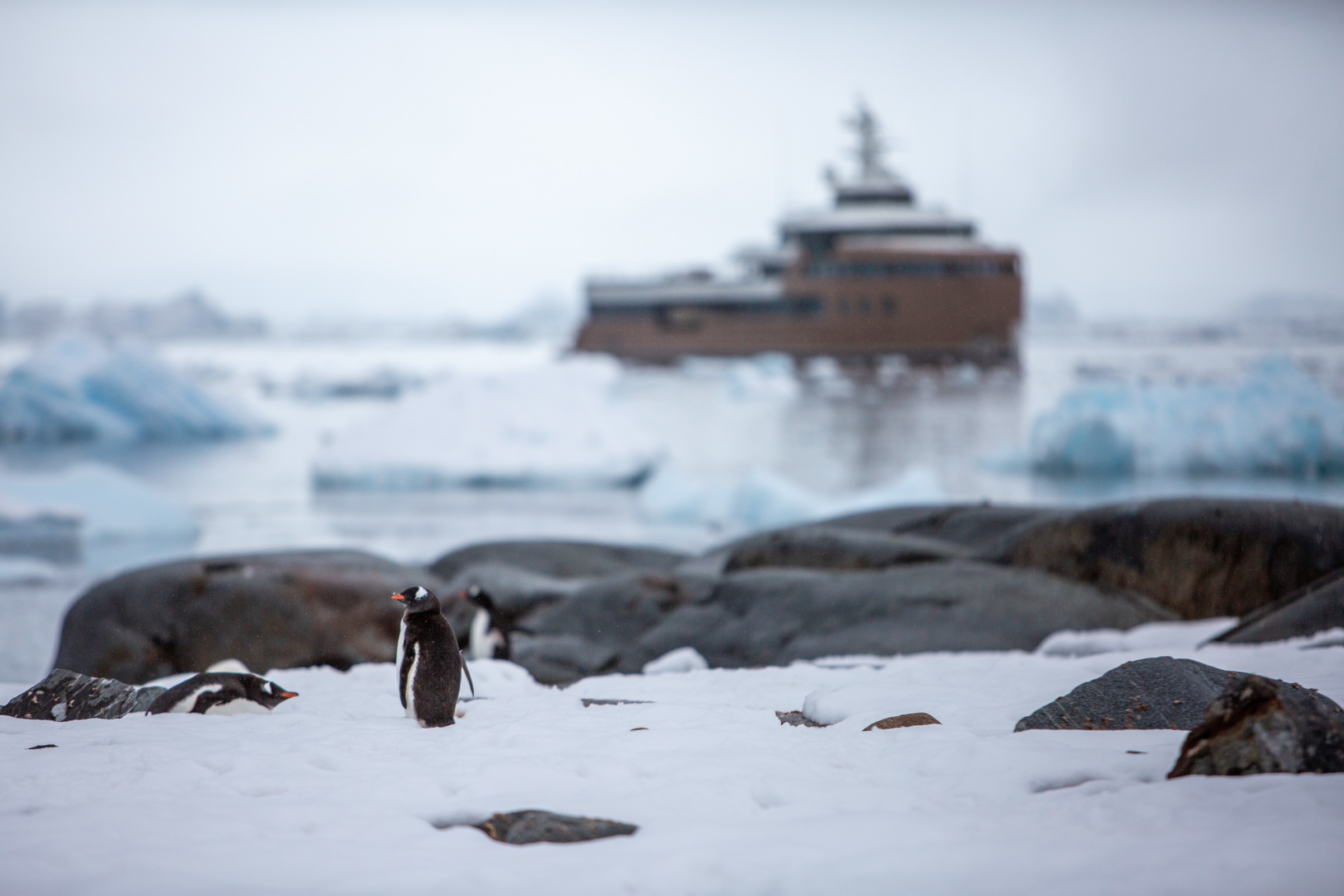 La Datcha in the polar landscape