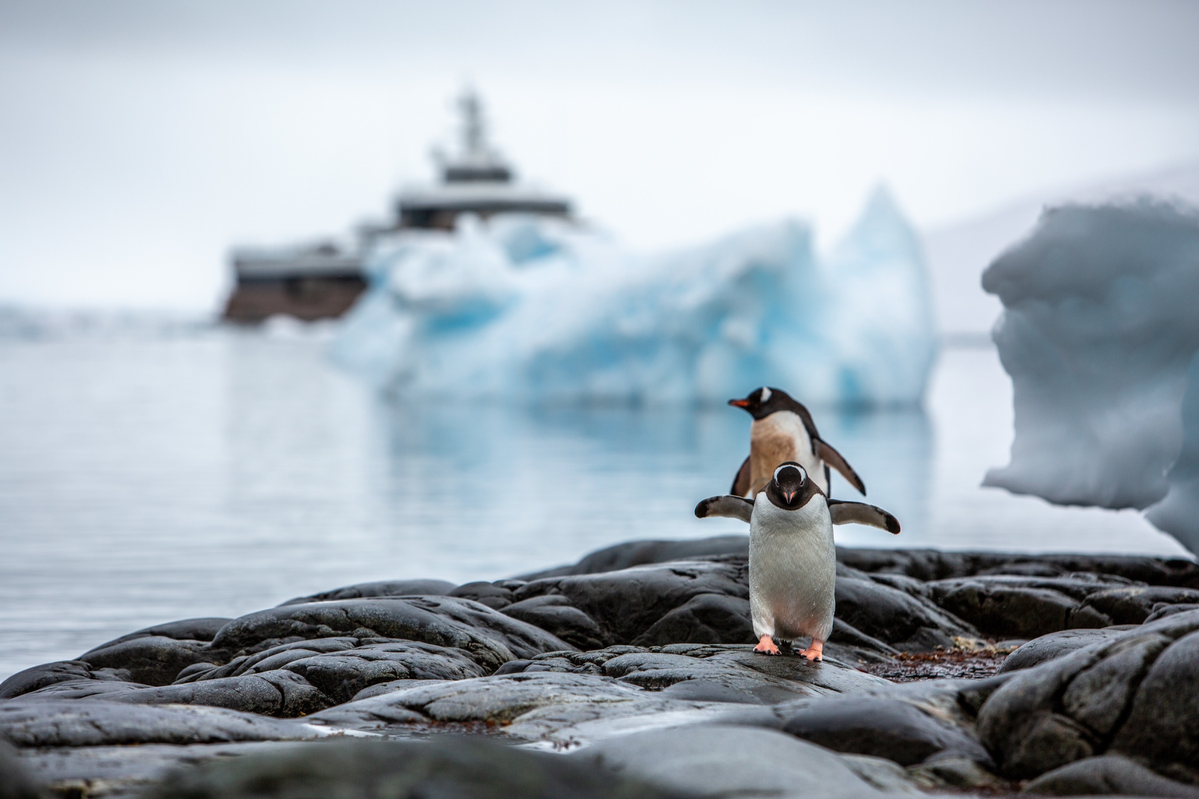 Polar wildlife